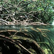 Mangrovebos